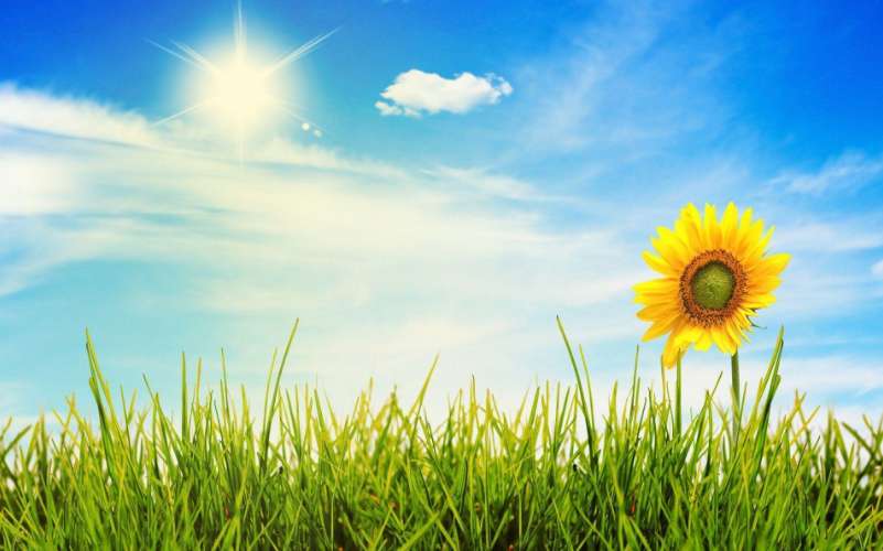 Sunny day image with sun in blue sky, sunflower at the right of the image
